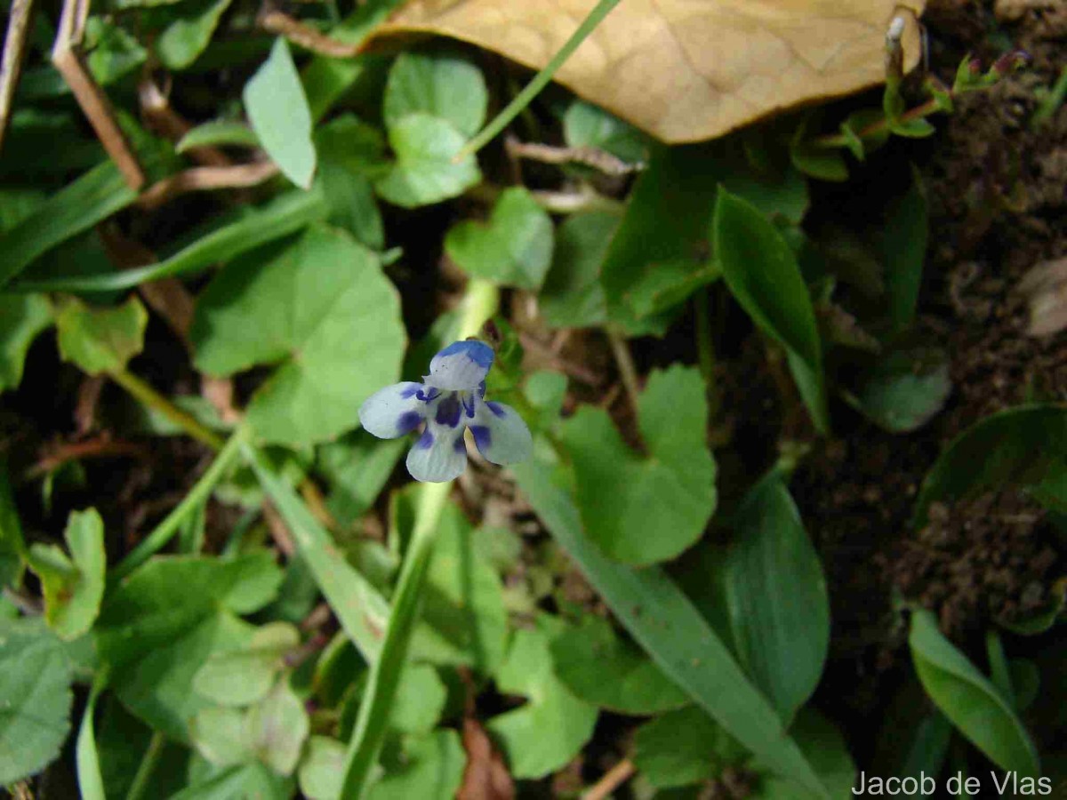 Lindernia rotundifolia (L.) Alston